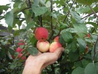 Лот: 5865215. Фото: 2. Саженец яблони-полукультурки Заветное. Семена, рассада, садовые растения