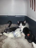 Лот: 3676333. Фото: 6. Котенок Феликс ищет хозяев