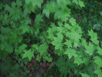 Лот: 9673639. Фото: 6. Клён сахарный ( Acer saccharum...