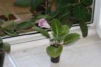 Лот: 2941056. Фото: 3. Глоксиния 26 (цветет). Растения и животные