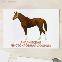 Лот: 11548886. Фото: 3. Карточки по методике Домана "Лошади. Дети растут