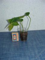 Лот: 2000669. Фото: 2. Антуриум Триколор. Комнатные растения и уход