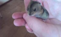 Лот: 5525537. Фото: 3. хомячки джунгарские. Растения и животные