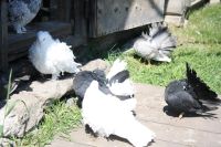 Лот: 5511484. Фото: 2. Продам голубей Венгерский кудрявый... Животные и уход