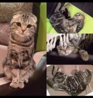 Лот: 6908473. Фото: 14. Котята мраморные шотландские прямоухие...