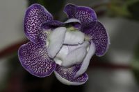 Лот: 2987292. Фото: 4. Глоксиния 6 (цветущая). Красноярск