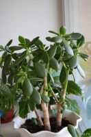 Лот: 9730897. Фото: 2. Денежное дерево с рубля. Комнатные растения и уход