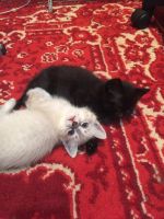 Лот: 16433462. Фото: 3. Котята. Растения и животные