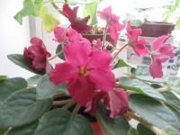 Лот: 3061398. Фото: 2. сортовая фиалка Арапаха детка. Комнатные растения и уход