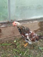 Лот: 10213451. Фото: 2. петух пёстрый. Животные и уход