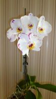 Лот: 3065157. Фото: 4. орхидея фаленопсис (сейчас цветёт... Красноярск