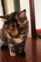 Лот: 3505520. Фото: 4. Отдам Британскую трехцветную кошку. Красноярск