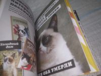 Лот: 25431422. Фото: 5. вб(4092360)Grumpy Cat . Сердитая...