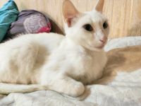 Лот: 16322545. Фото: 3. Белый Котенок (девочка) к лотку... Растения и животные