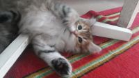 Лот: 10042727. Фото: 3. Симпатичные котята. Растения и животные