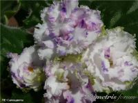 Лот: 6565261. Фото: 2. Фиалка ЛЕ-Самоцветы - детка. Комнатные растения и уход