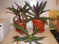 Лот: 813232. Фото: 2. Рео, растение в 4 ствола. Комнатные растения и уход