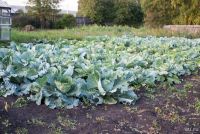 Лот: 4578908. Фото: 2. Капуста белокочанная, Экологически... Продукты