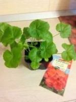 Лот: 7225779. Фото: 5. Сеянцы сортовых пеларгоний