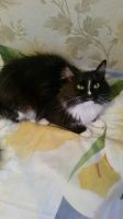 Лот: 8496308. Фото: 5. Кошечка Котяша в хорошие руки