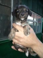 Лот: 1886590. Фото: 2. Помеси Спаниеля!. Животные и уход