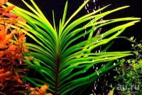 Лот: 13978770. Фото: 7. Эйхорния лазоревая (Eichhornia...