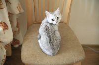 Лот: 11100354. Фото: 2. Продам британского котенка - котик... Животные и уход