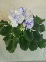 Лот: 13762405. Фото: 2. Фиалка Айсберг цветущая с фото. Комнатные растения и уход