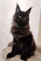 Лот: 21577838. Фото: 3. Чёрный котёнок мейн кун. Растения и животные