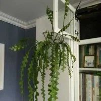 Лот: 18160405. Фото: 6. Эпифиллум угловатый (Epiphyllum...