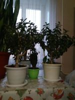 Лот: 10758096. Фото: 2. Денежное дерево. Комнатные растения и уход