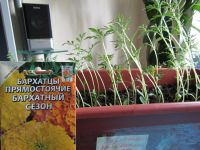 Лот: 9618465. Фото: 6. Бархатцы ( кармен, мери хелен...