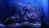 Лот: 7551383. Фото: 2. Живой камень для морского аквариума. Аквариумистика