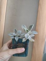 Лот: 20743683. Фото: 2. Суккуленты. Комнатные растения и уход