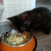 Лот: 16156931. Фото: 2. Котенок. Животные и уход