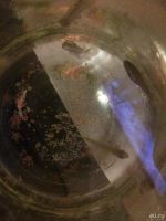 Лот: 8472265. Фото: 5. 3 попугайчика -пельвикохромиса...