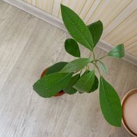 Лот: 16481672. Фото: 2. Авокадо из косточки 🥑 🥑. Комнатные растения и уход