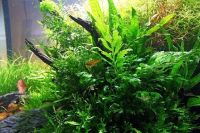 Лот: 10162935. Фото: 3. Болбитис Хедело папоротник для... Растения и животные