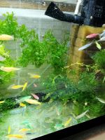 Лот: 16715085. Фото: 3. Данио Глофиш (Danio Glofish) -... Растения и животные