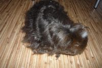 Лот: 2682772. Фото: 2. Продам морскую свинку порода Мерино. Животные и уход