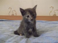 Лот: 2222795. Фото: 3. котятки)))). Растения и животные