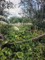 Лот: 25719346. Фото: 2. участок , садоводческое некоммерческое... Продажа