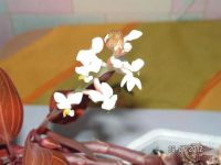 Лот: 1970043. Фото: 3. драгоценная орхидея лудизия цветет... Растения и животные