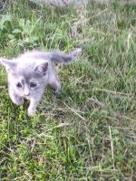 Лот: 14012952. Фото: 3. Котенок. Растения и животные