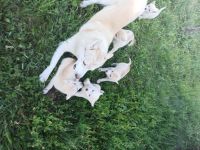 Лот: 17998600. Фото: 2. щенки сибирский хаски. Животные и уход