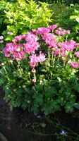 Лот: 10096678. Фото: 2. Хризантема фиолетовая. Семена, рассада, садовые растения