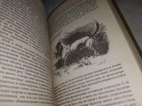 Лот: 12807820. Фото: 4. ок...(4092324) Собаки охотничьи... Красноярск