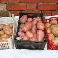 Лот: 359375. Фото: 2. Картофель 1 ведро 12л. Продукты