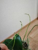 Лот: 8488448. Фото: 4. Орхидея большая, зацветаем 4больших... Красноярск