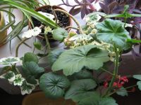 Лот: 22716531. Фото: 2. Toscana Wilhelm Langguth. Зональная... Комнатные растения и уход